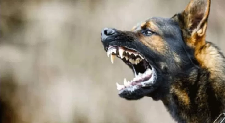 Noida+News%3A+%E0%A4%A8%E0%A4%B9%E0%A5%80%E0%A4%82+%E0%A4%A5%E0%A4%AE+%E0%A4%B0%E0%A4%B9%E0%A4%BE+%E0%A4%86%E0%A4%B5%E0%A4%BE%E0%A4%B0%E0%A4%BE+%E0%A4%95%E0%A5%81%E0%A4%A4%E0%A5%8D%E0%A4%A4%E0%A5%8B%E0%A4%82+%E0%A4%95%E0%A4%BE+%E0%A4%86%E0%A4%A4%E0%A4%82%E0%A4%95%2C+%E0%A4%A8%E0%A5%8B%E0%A4%8F%E0%A4%A1%E0%A4%BE+%E0%A4%AE%E0%A5%87%E0%A4%82+7+%E0%A4%AE%E0%A4%B9%E0%A5%80%E0%A4%A8%E0%A5%87+%E0%A4%95%E0%A5%87+%E0%A4%AE%E0%A4%BE%E0%A4%B8%E0%A5%82%E0%A4%B8+%E0%A4%95%E0%A5%8B+%E0%A4%95%E0%A5%81%E0%A4%A4%E0%A5%8D%E0%A4%A4%E0%A5%8B%E0%A4%82+%E0%A4%A8%E0%A5%87+%E0%A4%A8%E0%A5%8B%E0%A4%82%E0%A4%9A%E0%A4%95%E0%A4%B0+%E0%A4%AE%E0%A4%BE%E0%A4%B0+%E0%A4%A1%E0%A4%BE%E0%A4%B2%E0%A4%BE